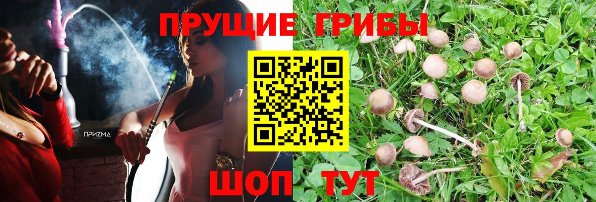 Новороссийск  Галлюциногенные грибы мухоморы  Псилоцибиновые грибы Psilocybe  Вход с VPN 